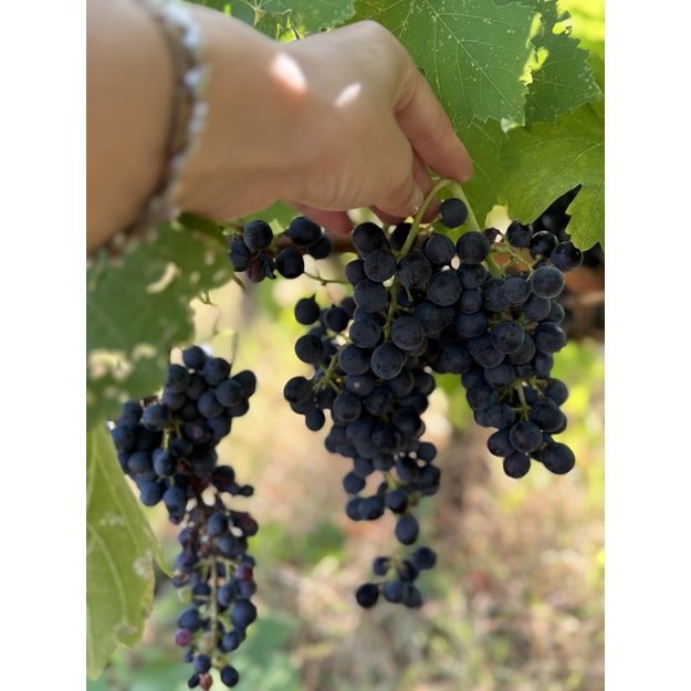 Sangiovese Toscana IGT “Gnudo” 2023 2